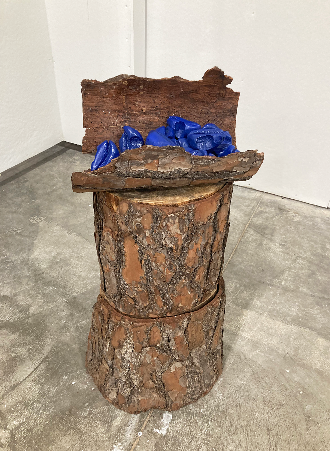 Dyed indigo shells placed in a hollowed oak tree bark 
