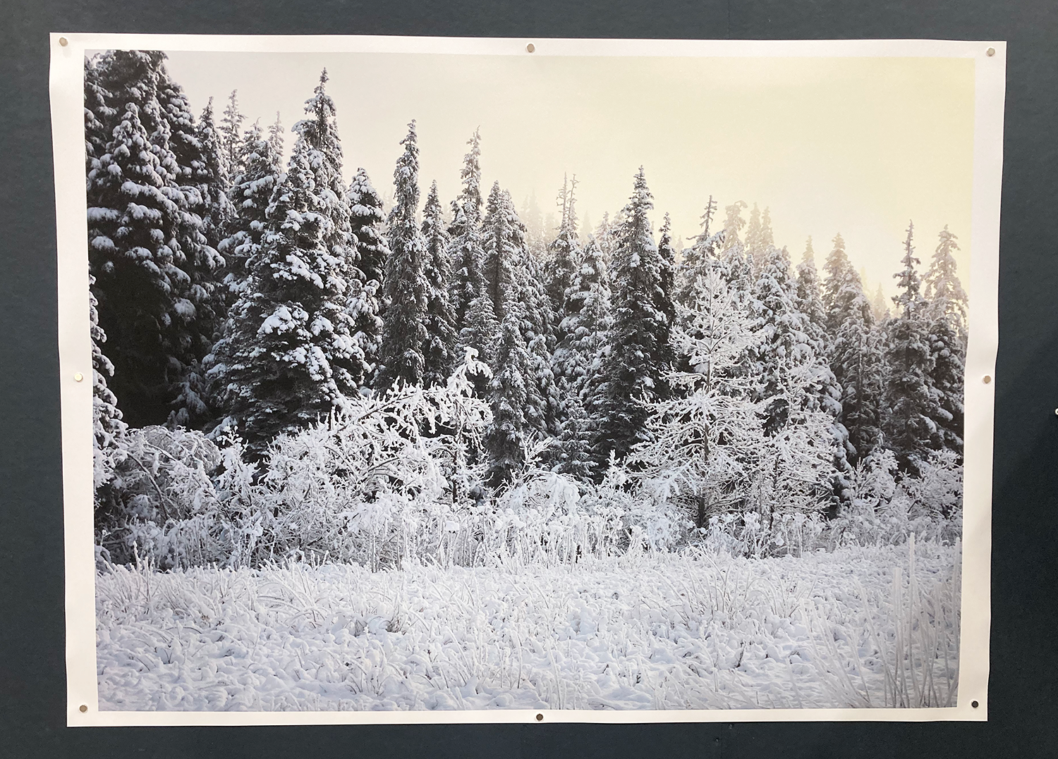 Inkjet print on matte paper, image of snow covered forest