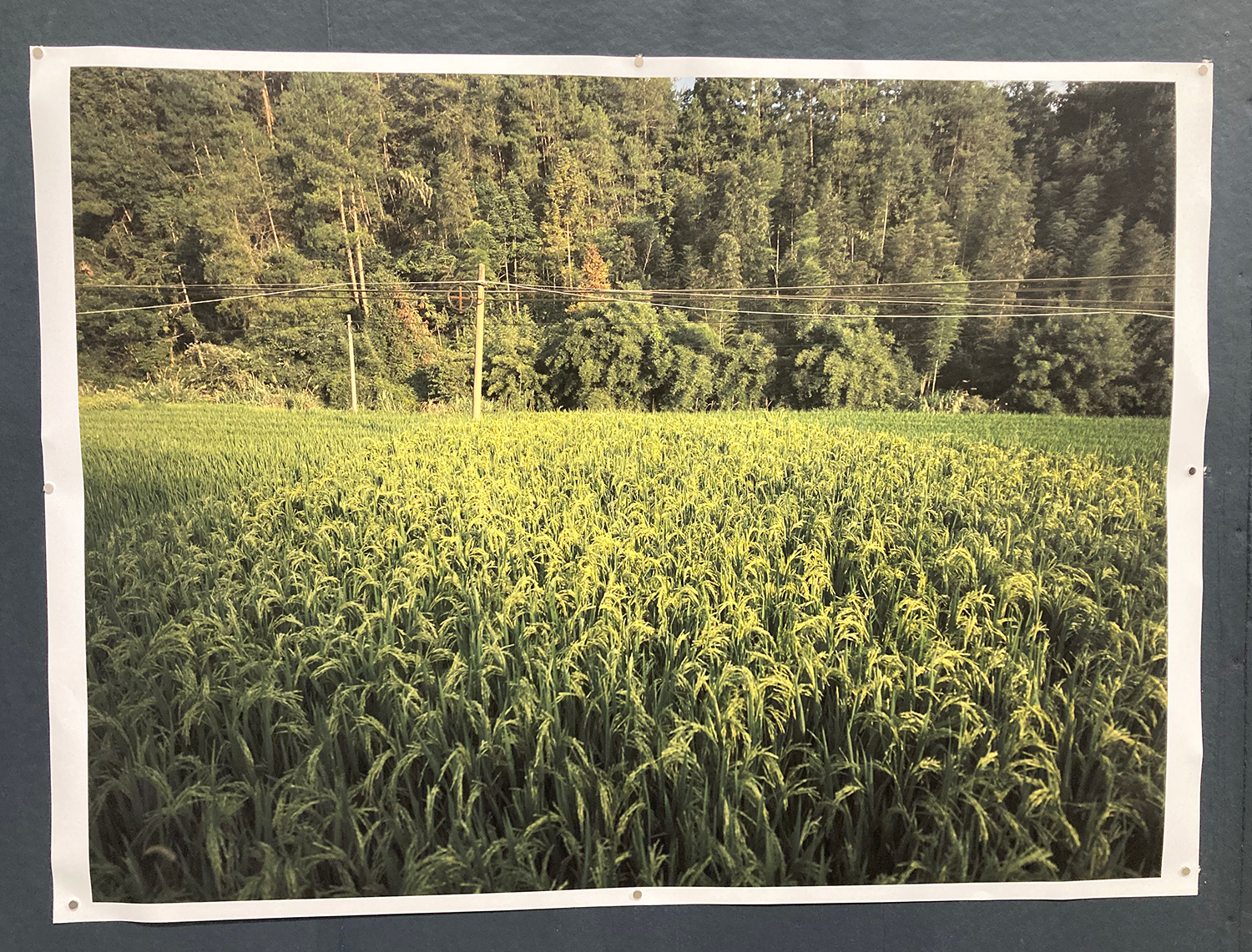 Inkjet print on matte paper, image of a tall, green grassy field