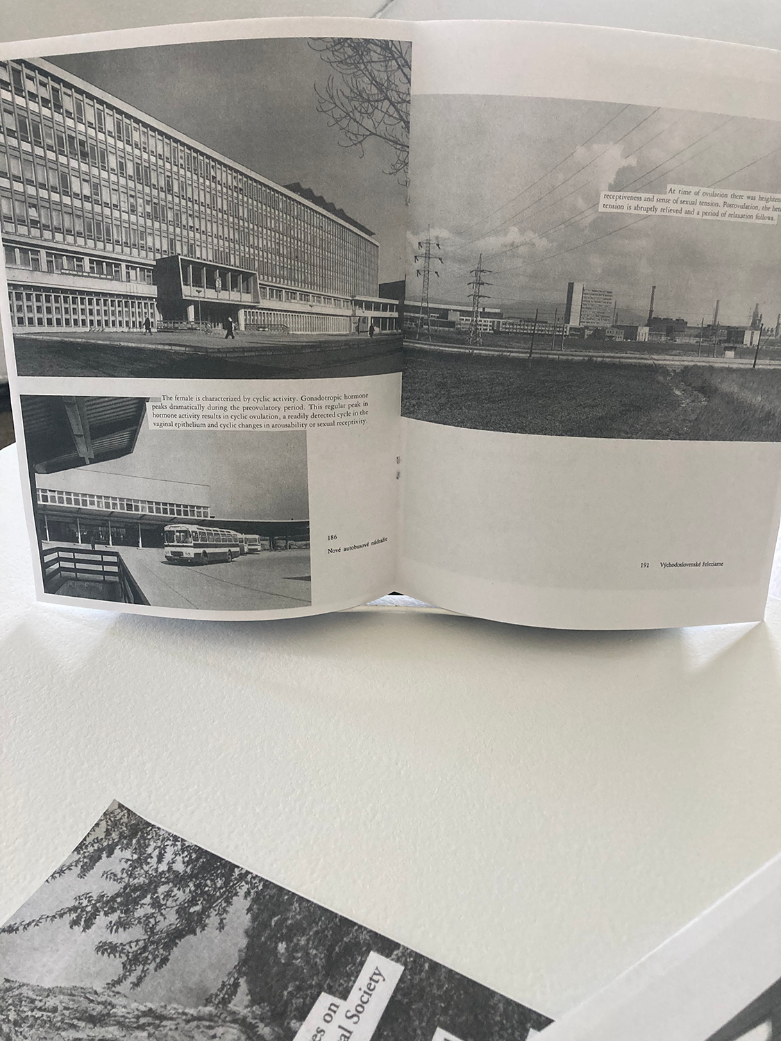 Image of risograph zines by Ling DeBellis