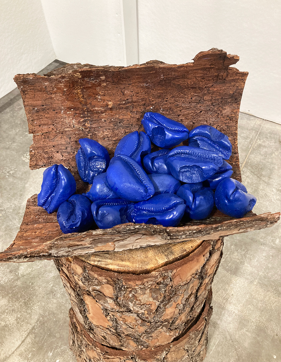 close-up of dyed indigo shells placed in a hollowed oak tree bark 
